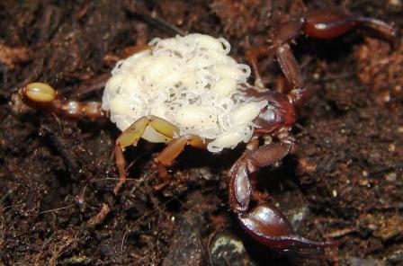 Euscorpius cf. aquilejensis